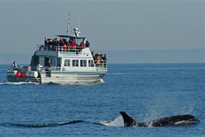 Fast Cat Whale Watching